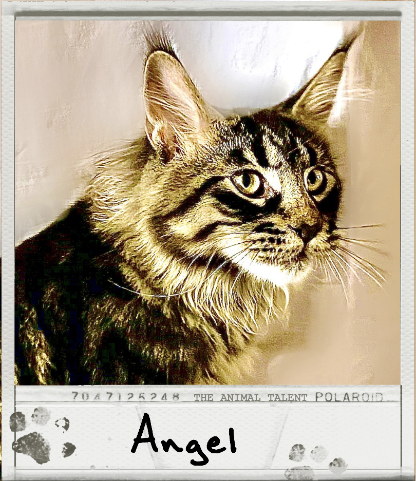 Angel a tabby Maine coon cat model poses for a headshot against a cream backdrop.