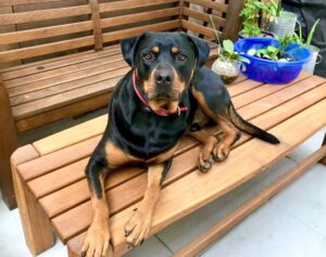 Betty the black and tan Rottweiler lies on a bench and looks at the camera