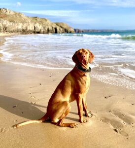 Milo-Vizsla-on the beach. 