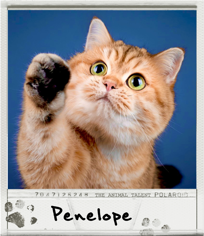 British short hair, Penelope, has her right paw held high in the air. She looks up at the camera and sits in front of a blue background