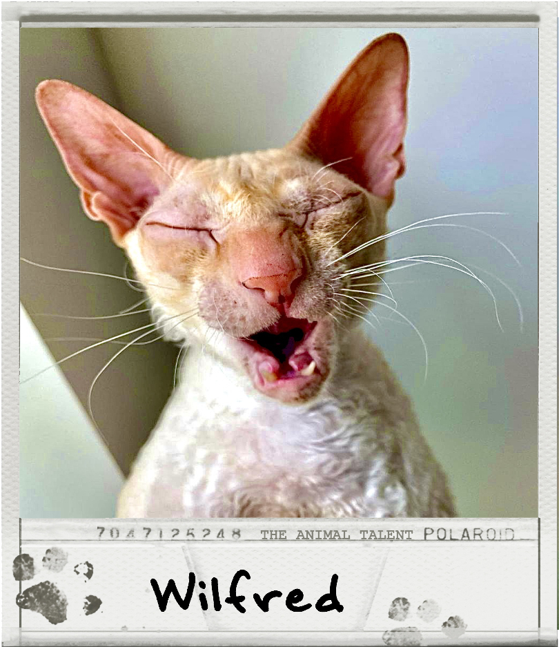 Wilfred, a Cornish Rex cat model, is halfway through a yawn and pulling a funny face!