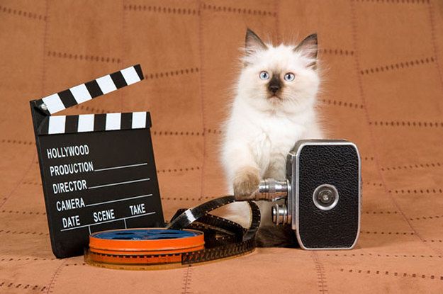 A seal point ragdoll poses with filming equipment