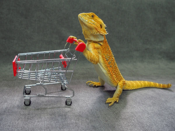 A small yellow bearded dragon posing while holding onto a mini shopping trolley