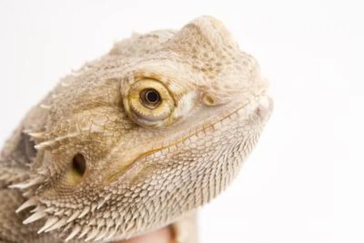 A bearded dragon in an advert gazing off thoughtfully against a clean white backdrop