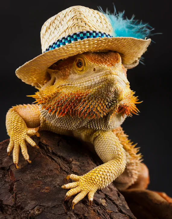 A stylish bearded dragon perches confidently on a log, rocking a straw hat with a turquoise feather.