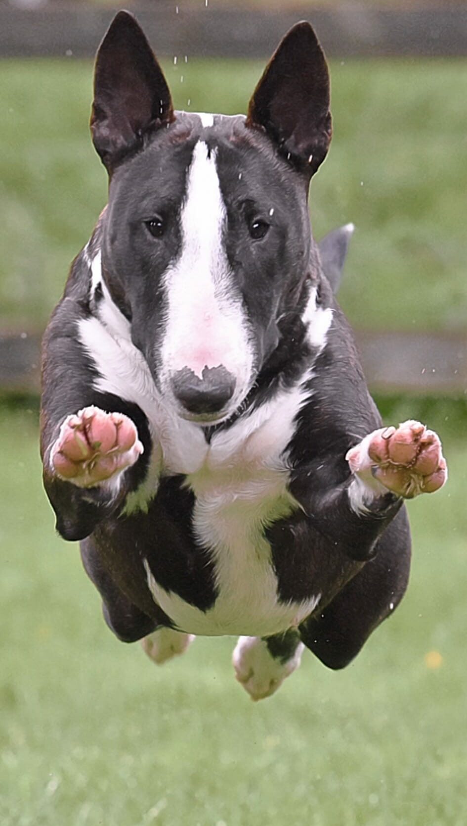 LENI The Animal Talent Ltd