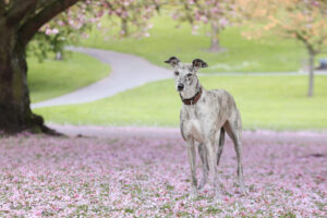 Lexy the brindle Lurcher stands in a field of flowers