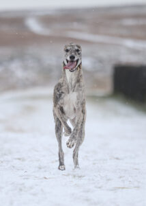 Lexy the brindle Lurcher runs happily in the snow