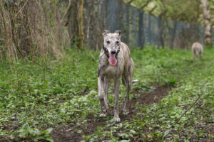 Lexy the brindle Lurcher walks on a path with her tongue out