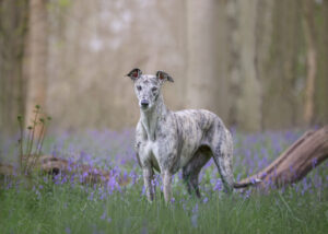 Lexy the brindle Lurcher stands and looks at the camera in amongst the bluebells