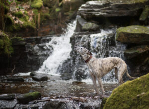 Lexy the brindle Lurcher stands in front of a waterfall