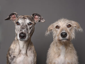 Lexy the brindle Lurcher sits with her canine friend