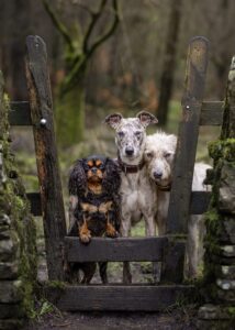 Lexy the brindle Lurcher with her canine friends