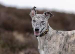 Lexy the brindle Lurcher stands and looks at the camera with her mouth open