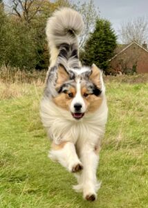 Spyro-Australian Shepherd-running.