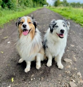 Spyro-Australian Shepherd-with his buddy.
