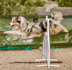 Spyro-Australian Shepherd-training.