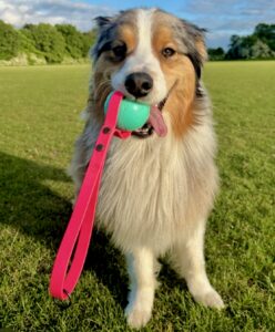 Spyro-Australian Shepherd-with ball.