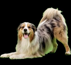 Spyro-Australian Shepherd-back arch.