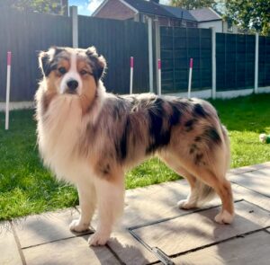 Spyro-Australian Shepherd-standing proud.