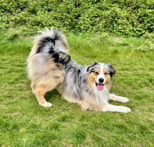 Spyro-Australian Shepherd-stretching.