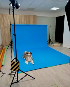 Spyro-Australian Shepherd-on a shoot.