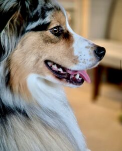 Spyro-Australian Shepherd-close up, side profile.