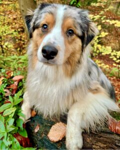 Spyro-Australian Shepherd-waiting.