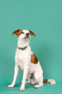 Chase - Parson Russel Terrier- posing .