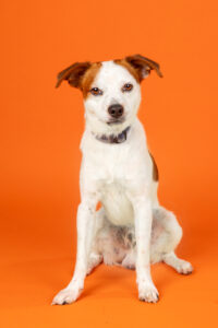 Chase-Parson Russel Terrier- smiling.
