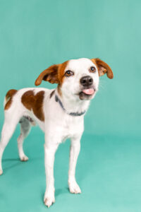 Chase- Parson Russel Terrier - tongue out. 
