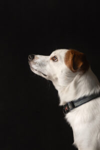 Chase- Parson Russel Terrier - side profile. 
