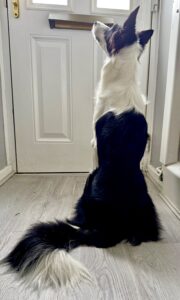 Minnie the black and white Border Collie sits and looks at the door