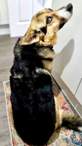 Maddie the black, beige and white German Shepherd Collie cross pictured from behind
