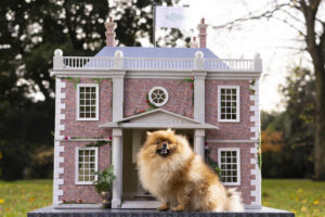 Layla the tan and cream Pomeranian sits in front of a doll house