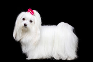 Bellatrix-Maltese-looking beautiful with a bow in her hair. 