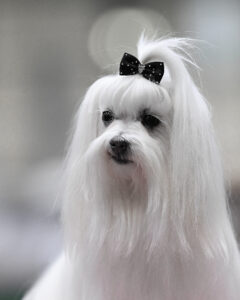 Bellatrix-Maltese-with bow in hair. 