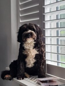 Dexter the black and white Cockapoo sits in the window