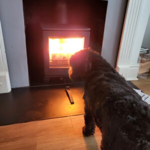 Dexter the black and white Cockapoo sits in front of the fire