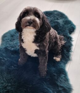 Dexter the black and white Cockapoo sits on a rug