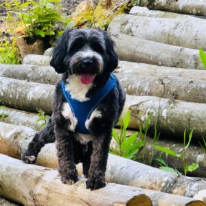 Dexter the black and white Cockapoo stands on a branch