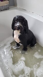 Dexter the black and white Cockapoo sits in the bath