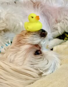 Playful white Maltese dog lying upside down balancing a small yellow rubber duck on its nose
