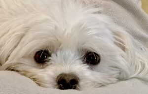 Close-up of a white Maltese dog resting with large dark eyes and fluffy white fur.
