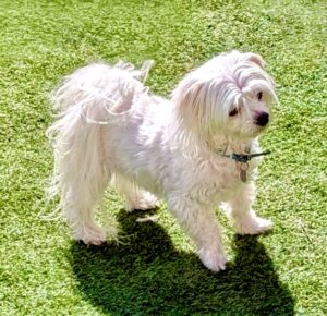 Small white Maltese dog standing outdoors on bright green grass in sunlight