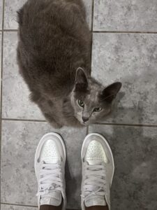 Loki the Russian Blue looks up at the camera