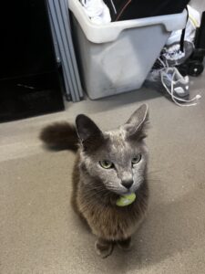 Loki the Russian Blue sits and looks at the camera sternly