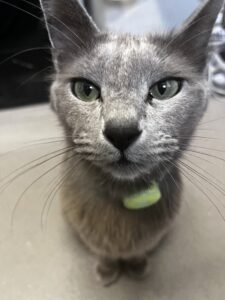 Loki the Russian Blue stares directly into the camera