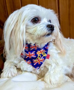 White Maltese dog wearing a colourful Union Jack bandana indoors.