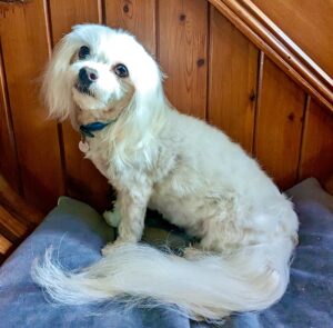 White Maltese dog sitting on a blue cushion beside wooden wall panels indoors